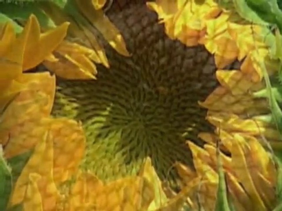 La fin des haricots ? (2005) 1/3