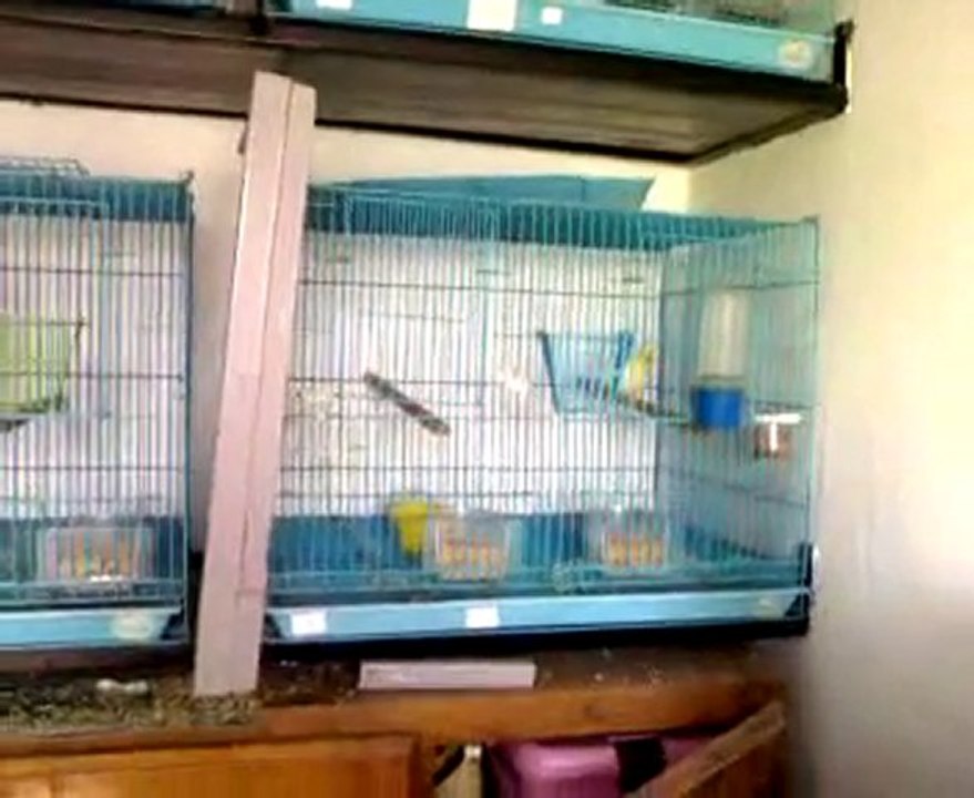 salle de reproduction -oiseaux2010