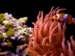 EXOTIC SALTWATER AQUARIUM