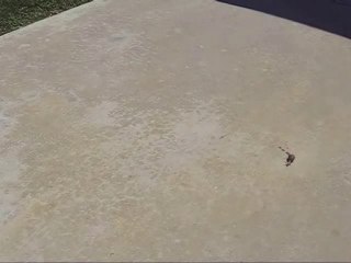 World's Fastest Snail