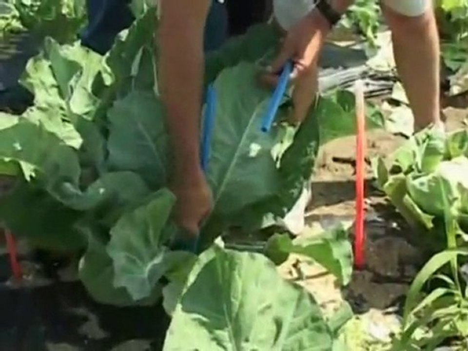 La fin des haricots ? (2005) 3/3