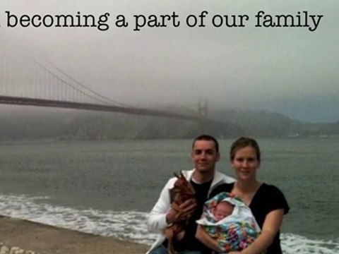 Dog Training Courses: How We Trained Our Dogs