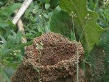fête des mamans fourmis manioc