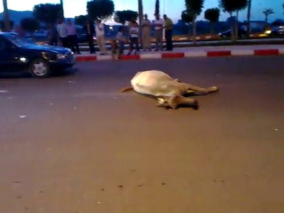حادث الحصان بالناظور