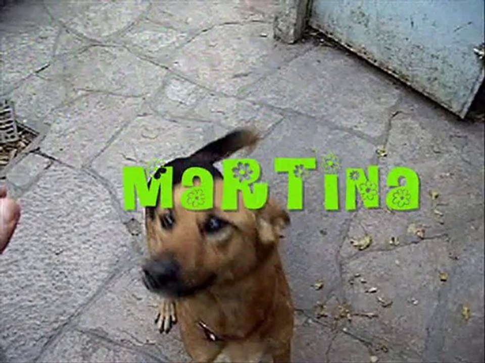 MY ANIMALS