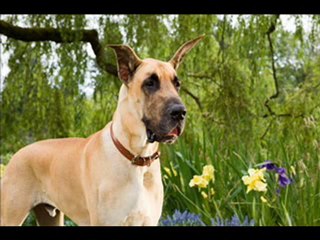 Marmaduke Deutsch/ German Part 1 Stream Online