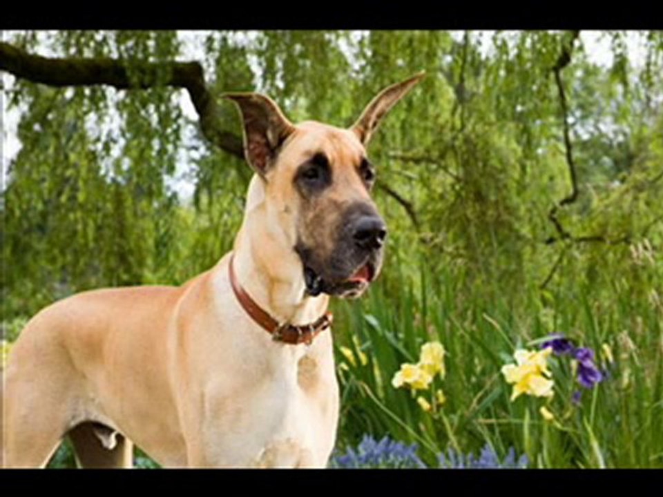 Marmaduke Deutsch/ German Part 1 Stream Online
