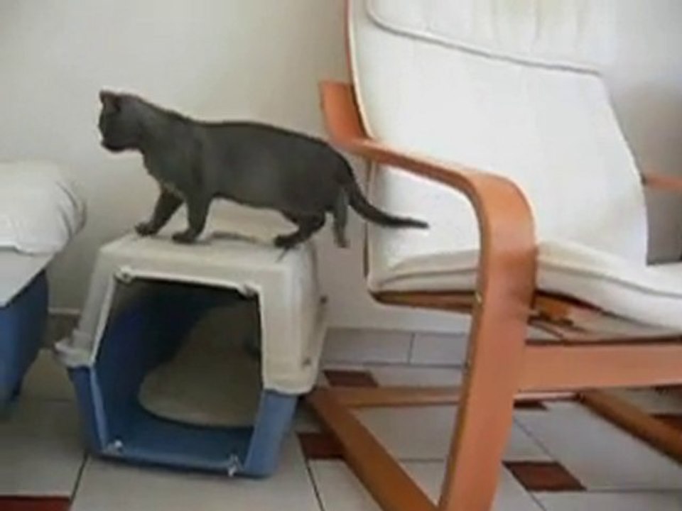 chatons dina 2 mois et demi