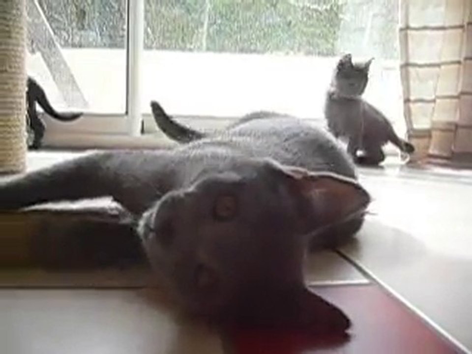 chatond Dina 2 mois et demi