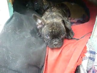 chiot bouledogue français