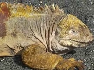 Galapagos ile d'Isabela