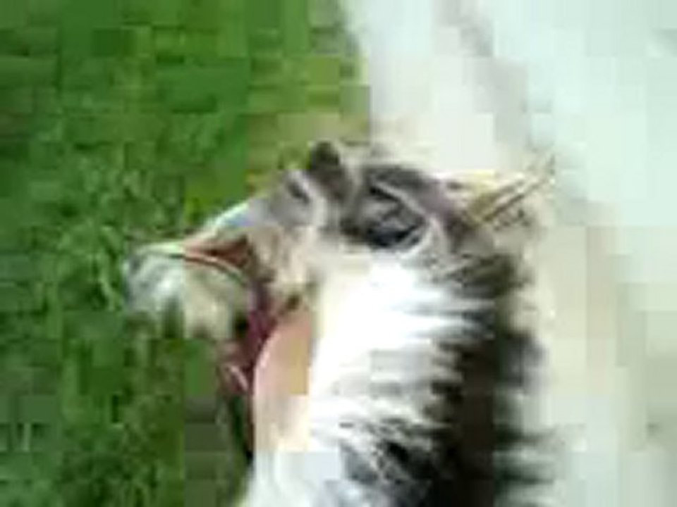 rocco, pas, trot et galop !