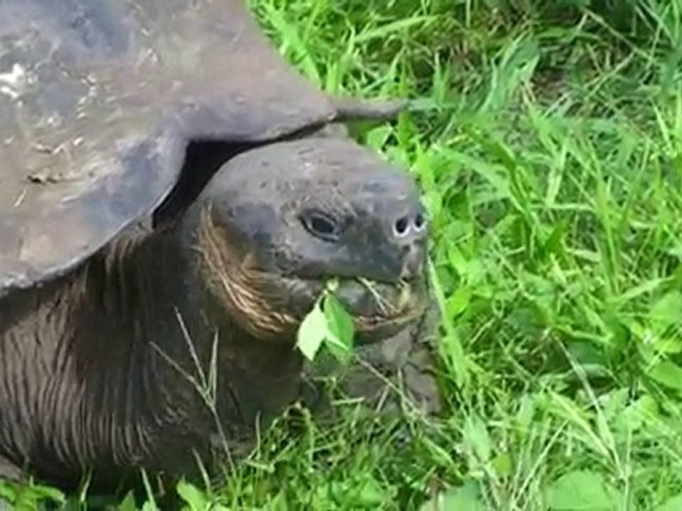Galapagos Ile de Santa Cruz