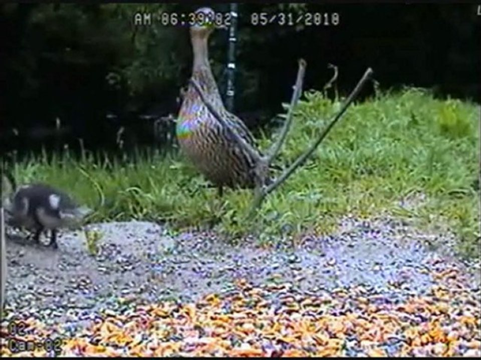 Feeding babies on Critter Window
