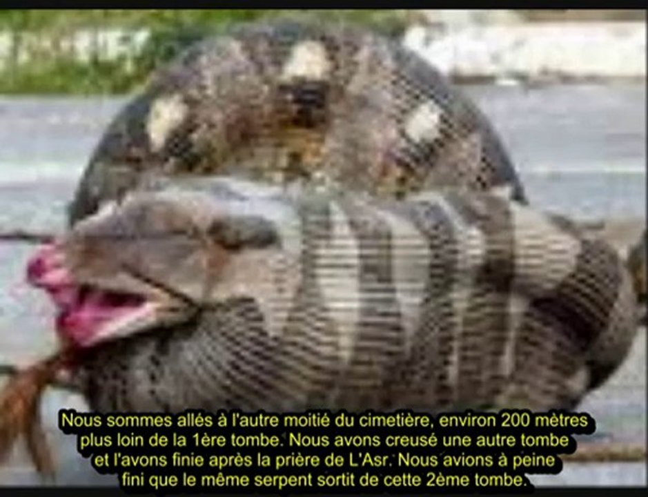 EFFRAYANT...UN SERPENT DANS SA TOMBE