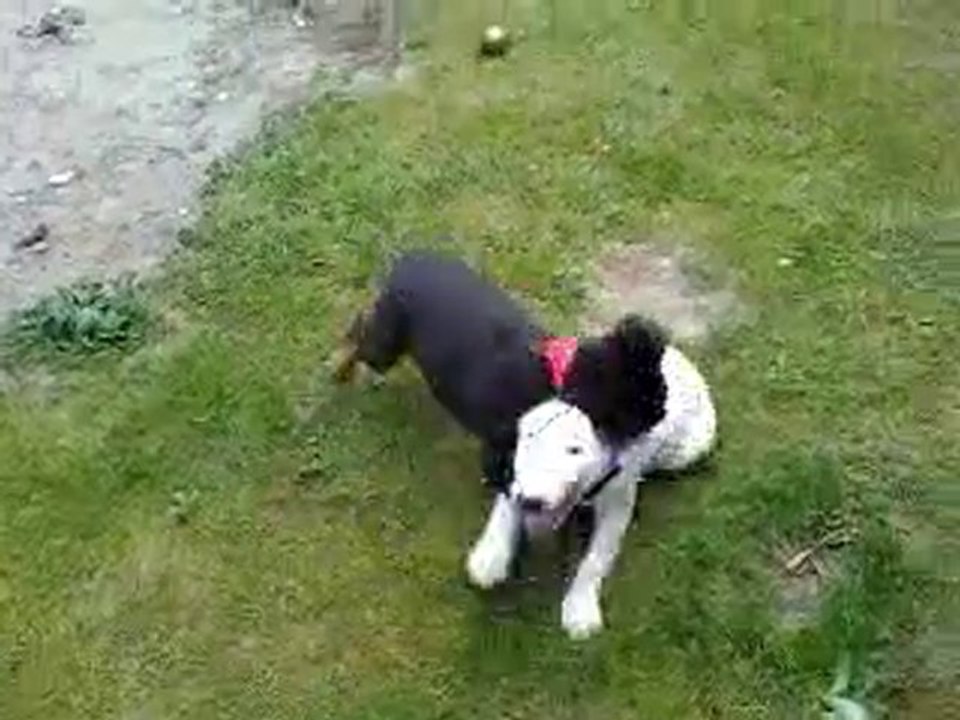 tyson mon chien et tyson le chien de ma cousine