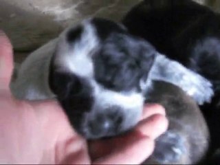 i cuccioli stanno crescendo