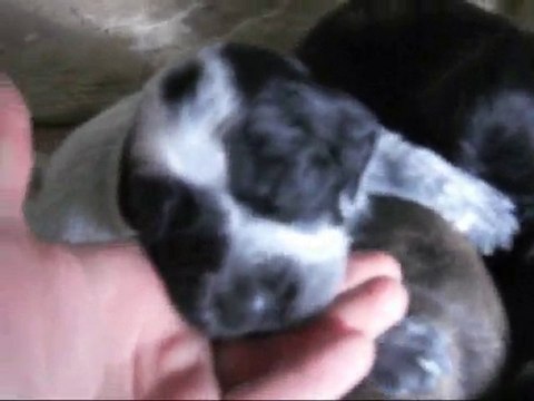 i cuccioli stanno crescendo
