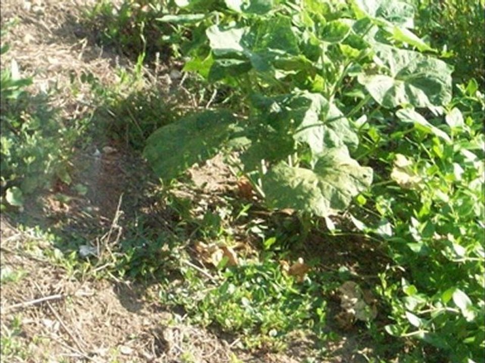 Les corniches  ST Palais-sur-mer Charente -Maritime (17)