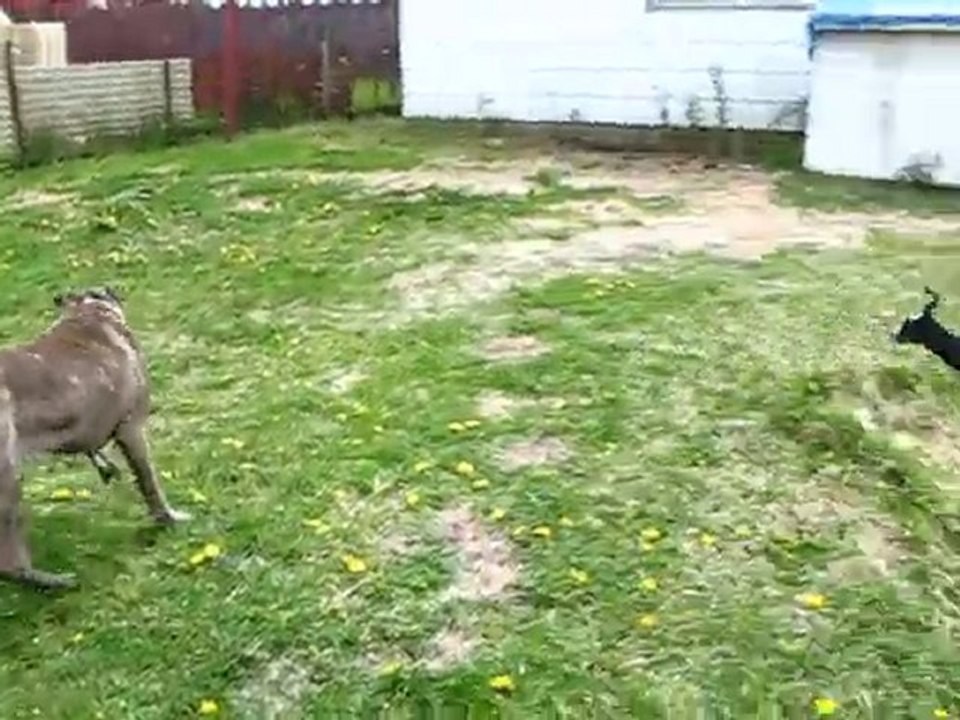 Prima vidéo