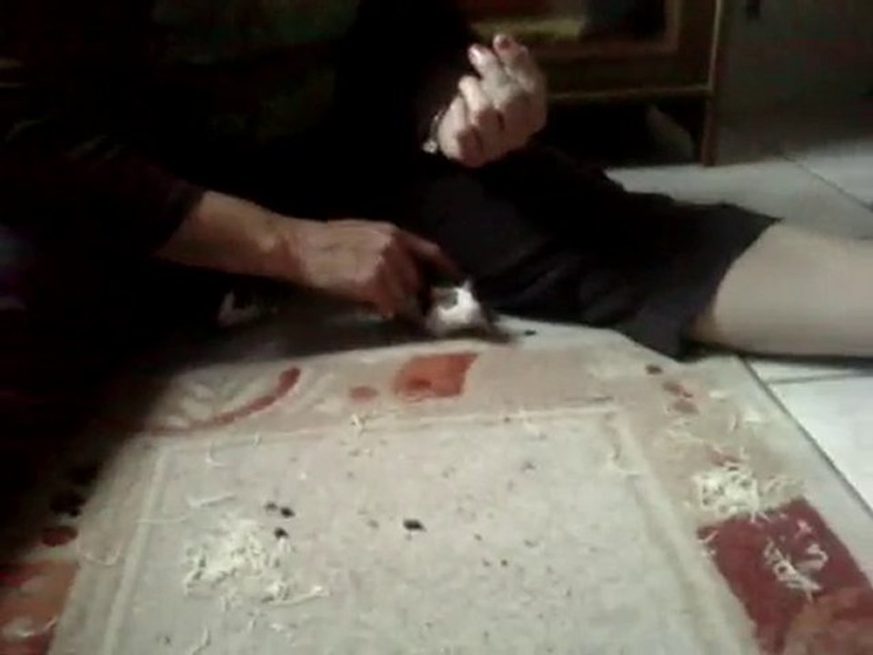 1er calin hors cages