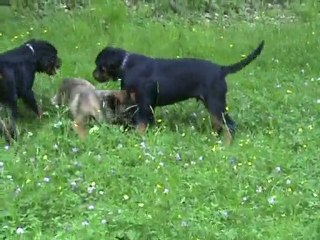 FILOU ET FALCO FILS DE BURNING ET ULLA AUX CLUB LE 31.05.201