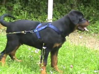 FILOU ET FALCO FILS DE BURNING ET ULLA AUX CLUB LE 31.05.201