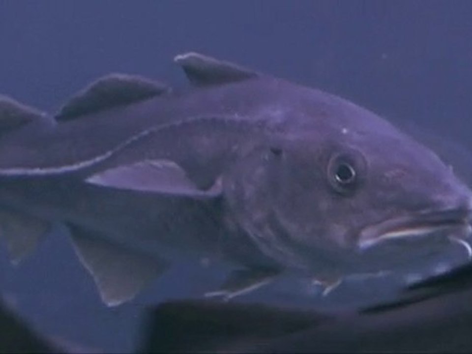 Der Fall des schrumpfenden Kabeljaus