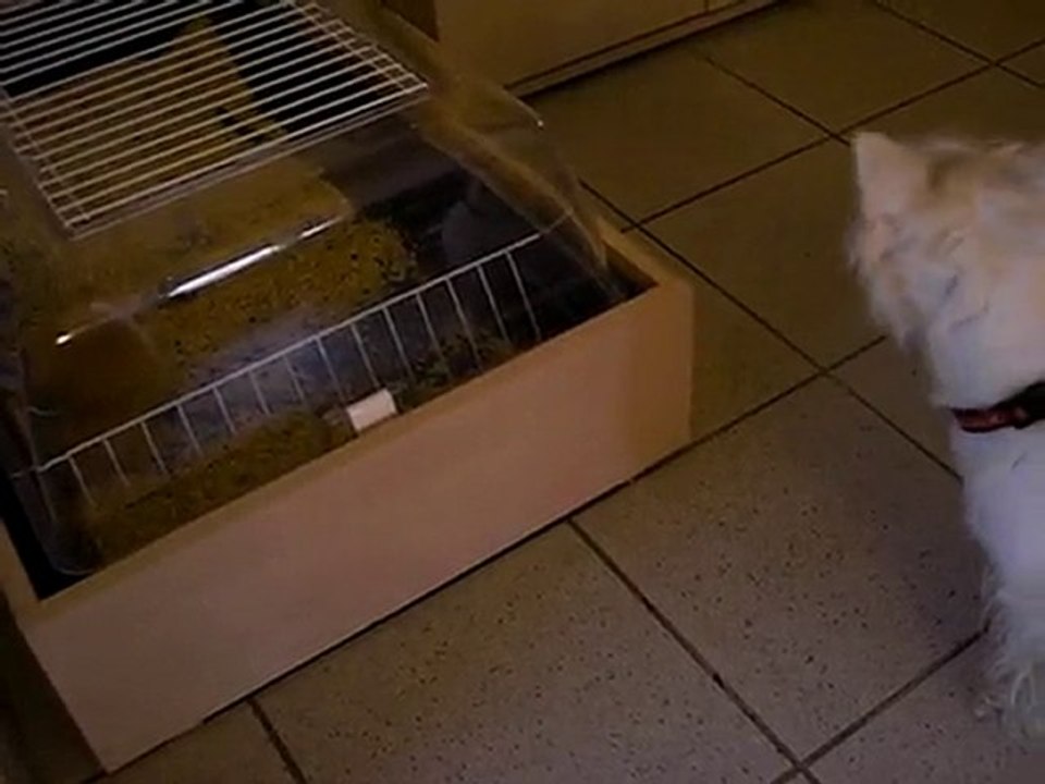 Chien avec lapin