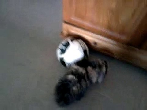 mon lapin ki joue au foot