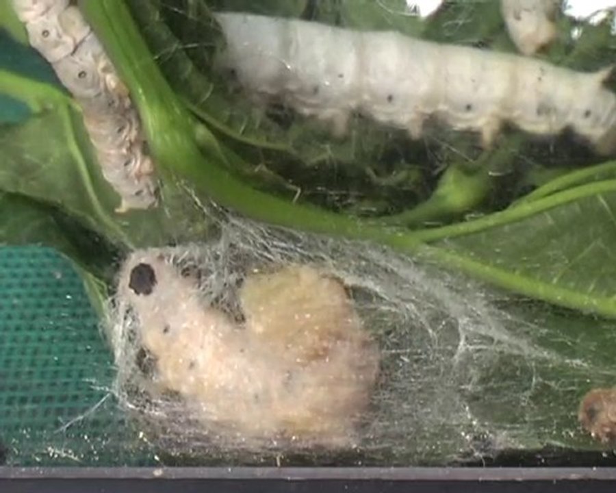 cocon de ver à soie