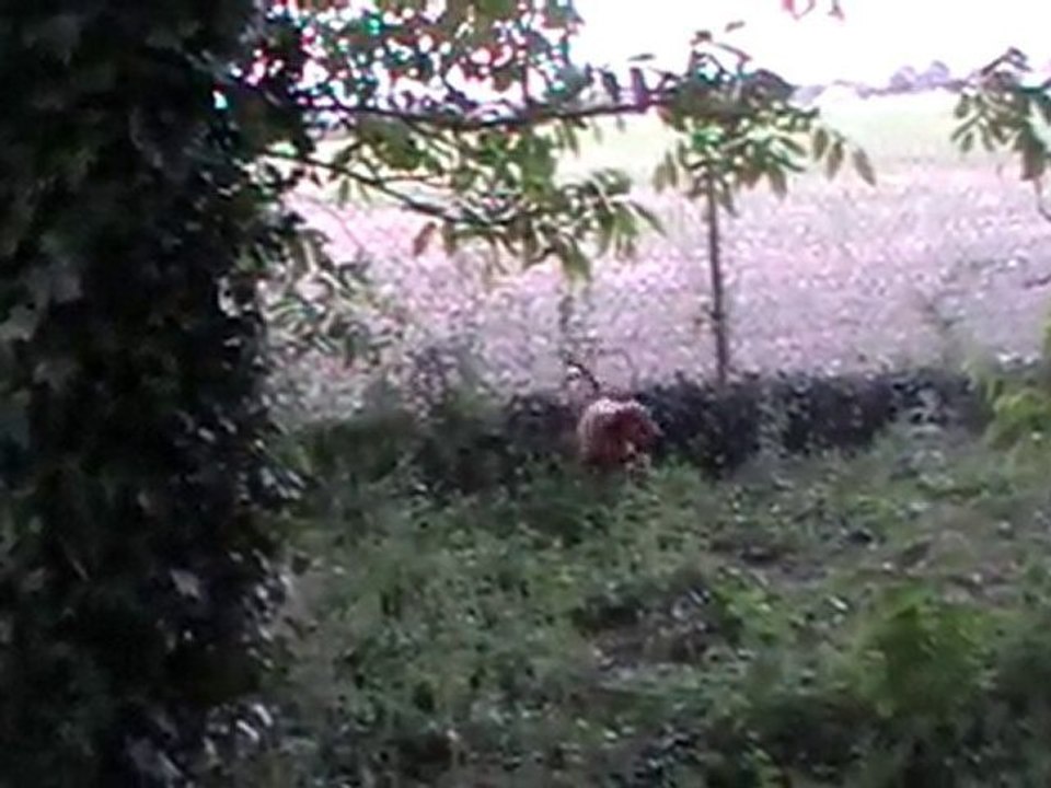 chiots griffons fauves debourres sur lapin