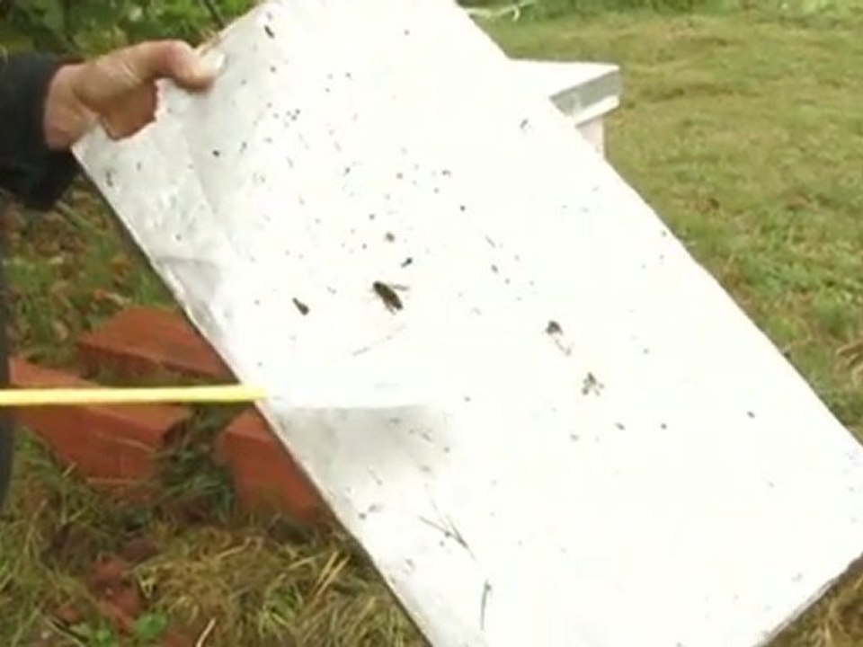Planète terre : Désert d'abeilles ? 1/5