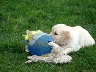 Mlle Clivia, chiot golden retriever de 5 semaines