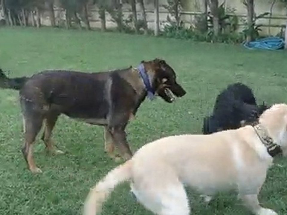 Rama et ses mâles !