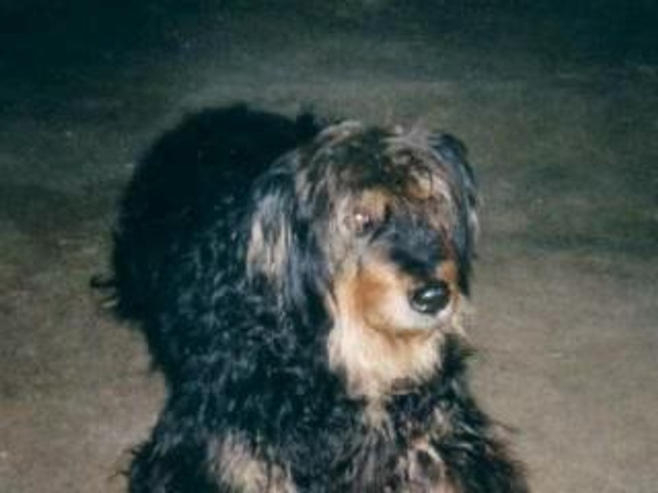 Dolly