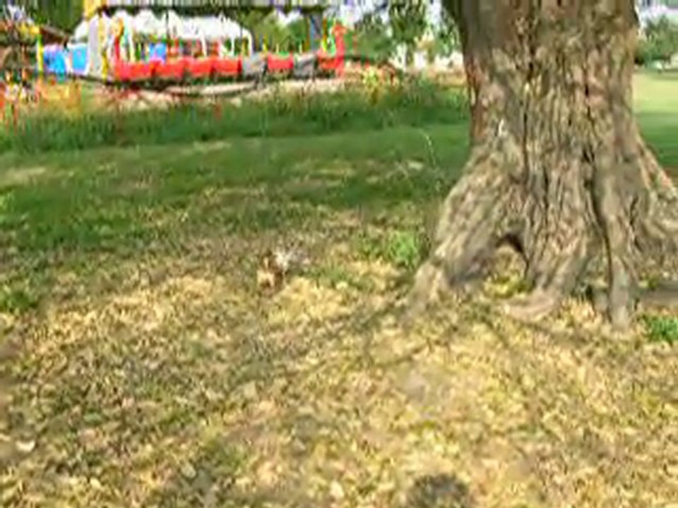 Tomás y Pul jugando en el parque.