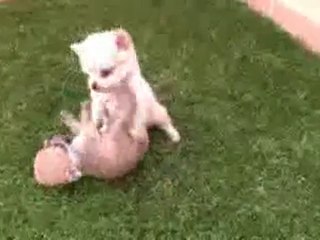 Comprar (Cachorro chihuahua) 665 92 16 55 .