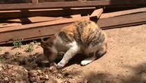 Antalya Kaleiçinde Kedilerin Günlüğü - Kaleici Cat Diary