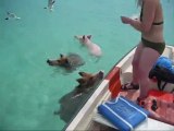 I maiali nuotatori abbordano una barchetta
