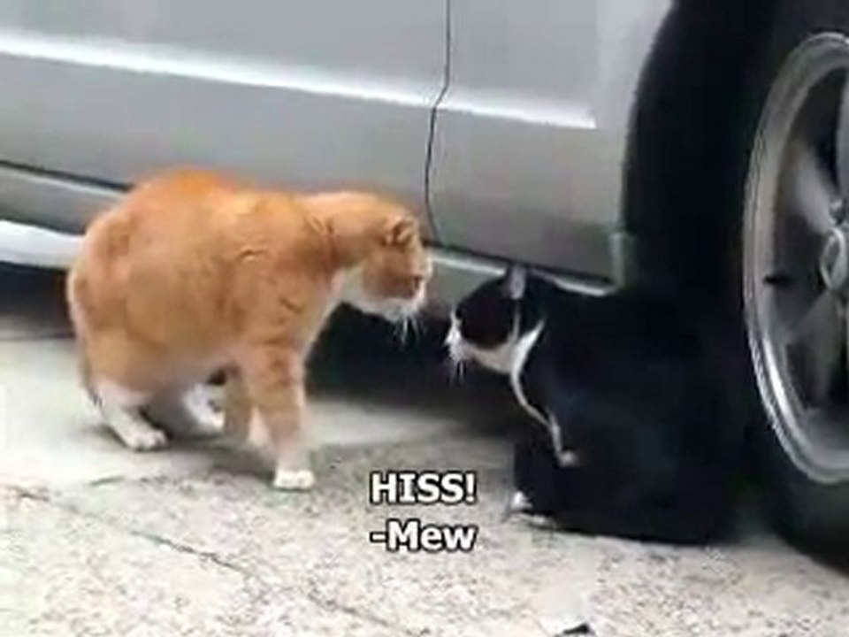 Dispute de chats