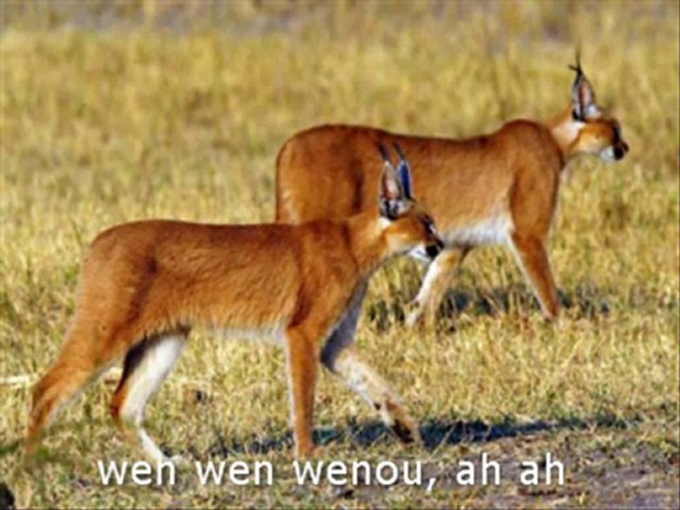 [Coupe Du Monde 2010 Afrique] Andy Liam Band-Savana Afrique