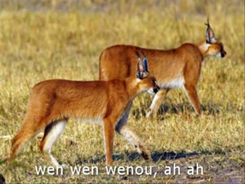 [Coupe Du Monde 2010 Afrique] Andy Liam Band-Savana Afrique