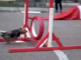 Tarbes - Parcours agility en ville pour les chiens
