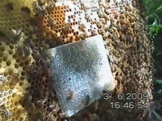 Apiculture (2-Remerage)