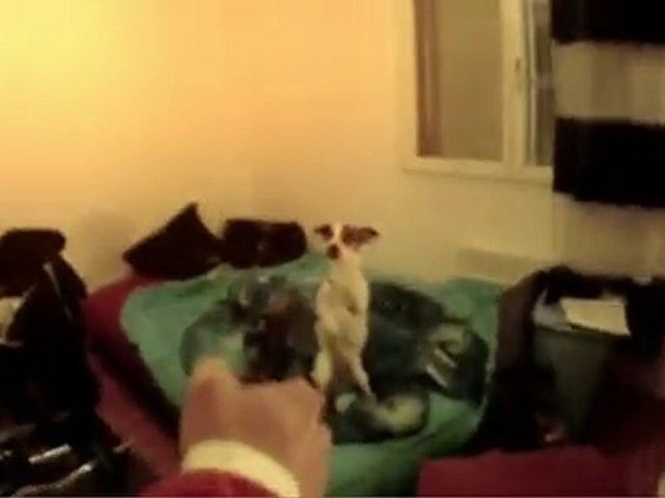 drole d'arrestation d'un chien marrant