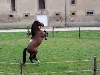 marché cabré de tzigano et stephane.r