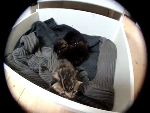 3 ptits chats 17 jours