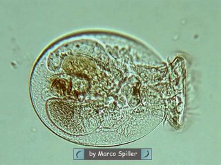 Testudinella mucronata