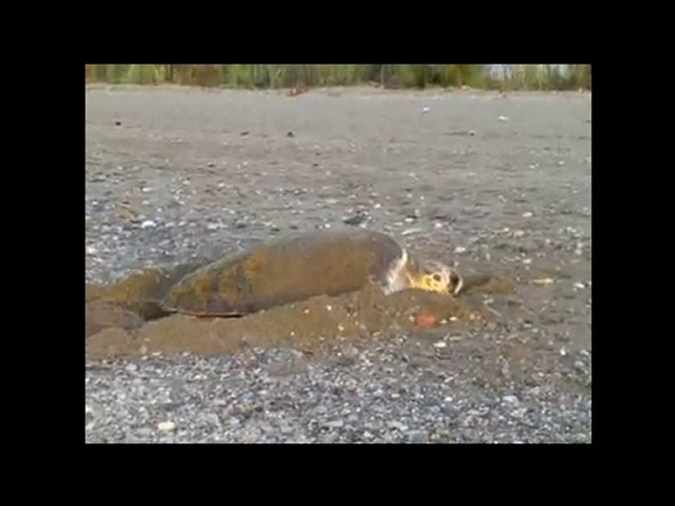 Anamur Caretta caretta Meeresschildkröten 01.06.2010